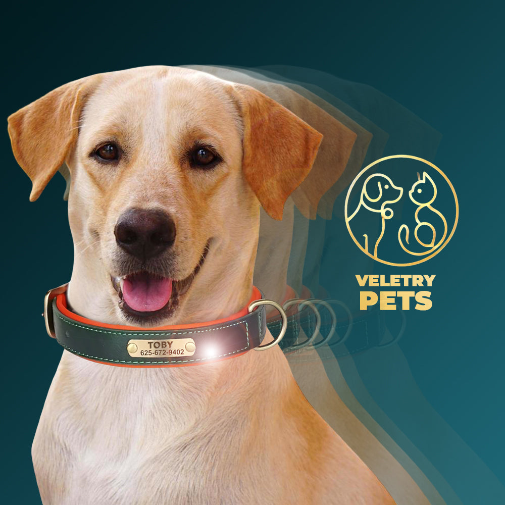 Collar de Cuero Personalizado - Amor con el Nombre de tu Peludito 🐶🐱